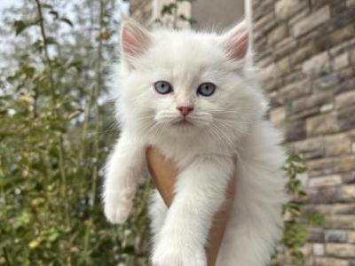 Boy - Siberian - Gallery Photo #1
