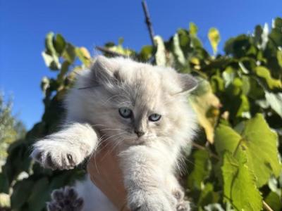 Male - Siberian - Gallery Photo #1
