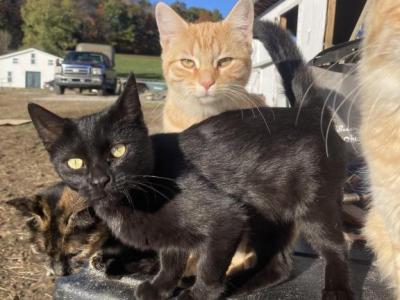 Spider Man - American Shorthair - Gallery Photo #1