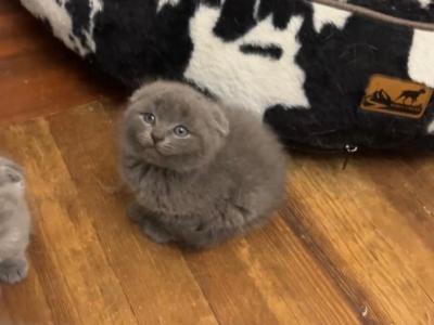 Grey Scottish Fold Kittens - Scottish Fold - Gallery Photo #1