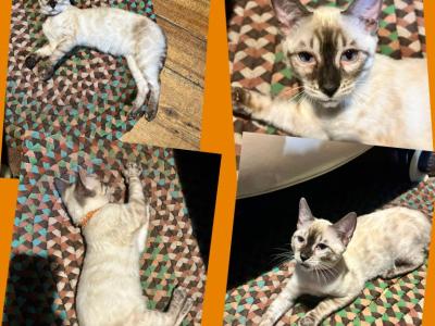 Orange Collar - Bengal - Gallery Photo #1