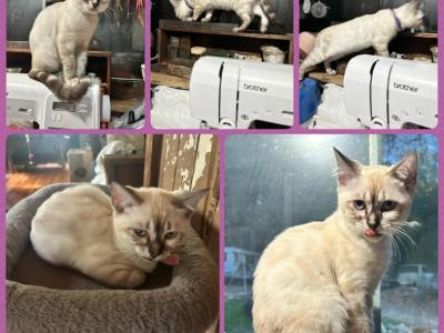 Purple Girl - Bengal - Gallery Photo #1