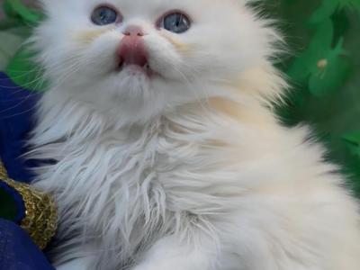 Beautiful Fluffy Dollface All White Male - Persian - Gallery Photo #1