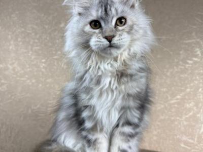 Julia - Maine Coon - Gallery Photo #1