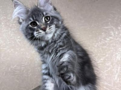 Finn - Maine Coon - Gallery Photo #1