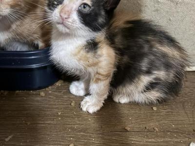 Precious Litter - Manx - Gallery Photo #1