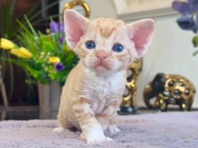 Devon Rex Kittens European Lines - Devon Rex - Gallery Photo #1