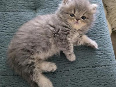 HoneyBear - Persian - Gallery Photo #1