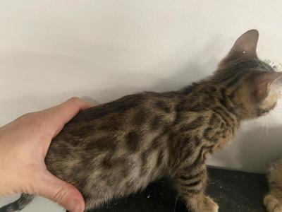 TICA Brown Male - Bengal - Gallery Photo #1