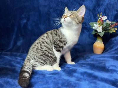 Persian Mix Kitten Male - Domestic - Gallery Photo #1