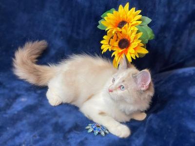 Female Persian Kitten - Persian - Gallery Photo #1