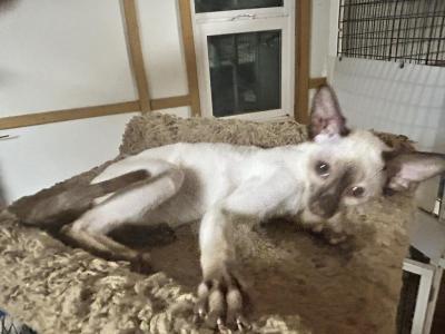 Viewpoint Siamese - Siamese - Gallery Photo #1