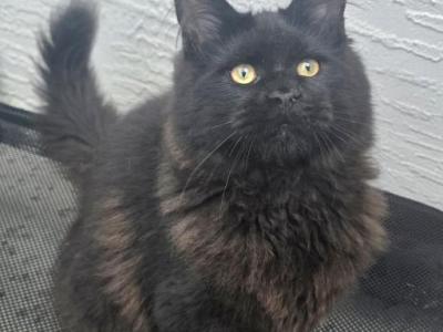 Black Female Maine Coon - Maine Coon - Gallery Photo #1