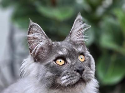 Maine Coon Boy - Maine Coon - Gallery Photo #1