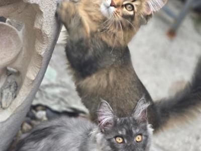 Maine Coon Girls Boy - Maine Coon - Gallery Photo #1