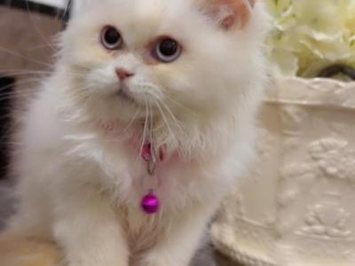 Persian Kitten - Persian - Gallery Photo #1