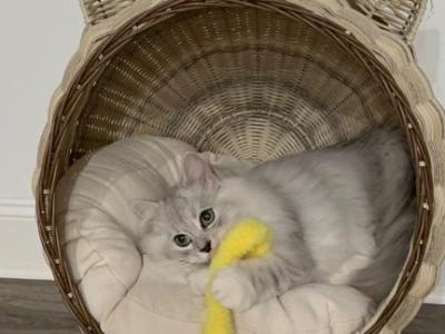 Icik - British Shorthair - Gallery Photo #1