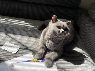 London - British Shorthair - Gallery Photo #1