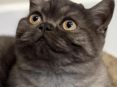 Whiskers Kittens - British Shorthair - Gallery Photo #1