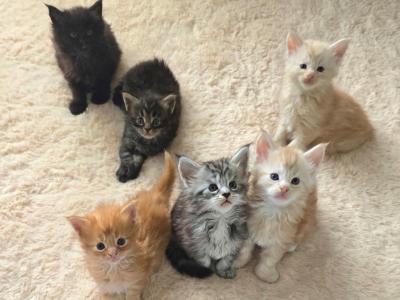 Beautiful Healthy Registered Purebred Kittens - Maine Coon - Gallery Photo #1