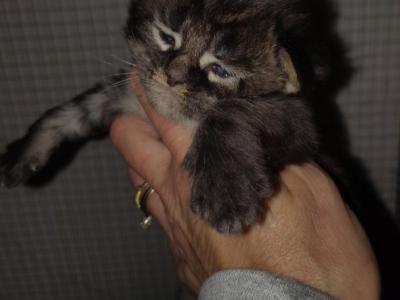 Ready In November Litter - Maine Coon - Gallery Photo #1