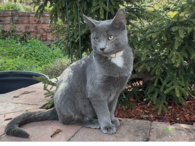 Cute Gray Cat - Chartreux - Gallery Photo #1