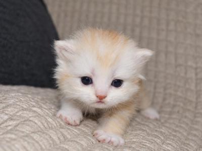 Minuet Kittens - Munchkin - Gallery Photo #1