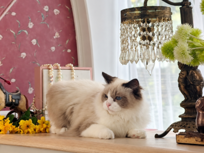 Baby - Ragdoll - Gallery Photo #1