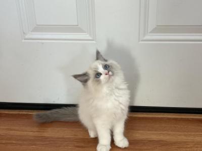 Sweetest Ragdoll Girl - Ragdoll - Gallery Photo #1