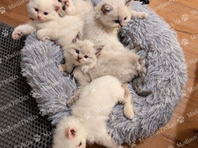 Lovely Litter Of Seven Little Angels - Ragdoll - Gallery Photo #1