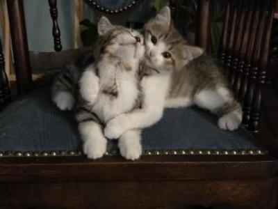 The Three Musketeers - Scottish Fold - Gallery Photo #1