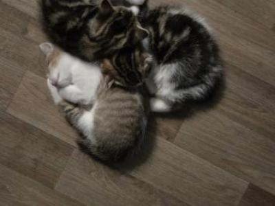 Kitten Puddle - Manx - Gallery Photo #1