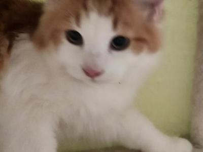 Red David Beautiful Pure Breed Siberian ⁷ - Siberian - Gallery Photo #1