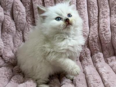 Cinnamon Male Ragdolls - Ragdoll - Gallery Photo #1