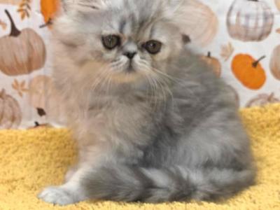 Silver Girl Ozark  Missouri - Persian - Gallery Photo #1