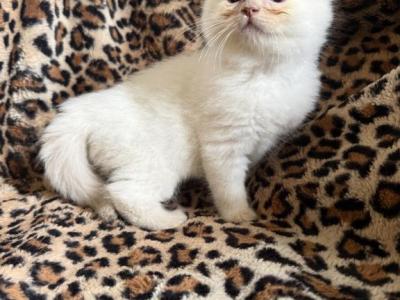 Lilac Female - Ragdoll - Gallery Photo #1