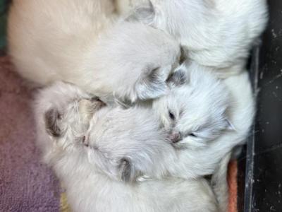 Tica Registered Christmas Kittens - Ragdoll - Gallery Photo #1