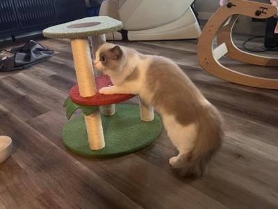 Gaston - Ragdoll - Gallery Photo #1