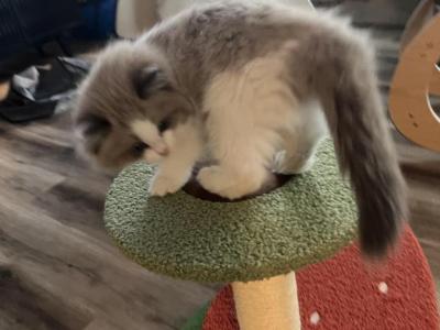 Choco - Ragdoll - Gallery Photo #1