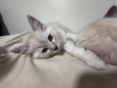 Ragdoll Kitten - Ragdoll - Gallery Photo #1