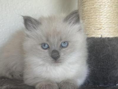 Pumpkin Patch - Ragdoll - Gallery Photo #1