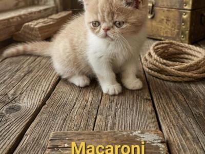 MACARONI - Exotic - Gallery Photo #1