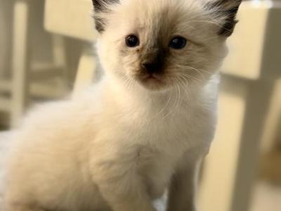 Bubbles - Ragdoll - Gallery Photo #1