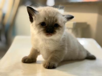 Penelope - Ragdoll - Gallery Photo #1