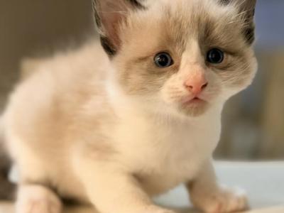 Cody - Ragdoll - Gallery Photo #1