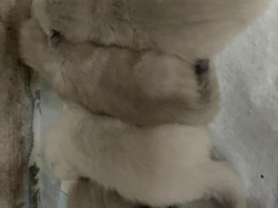 Seal Points - Siamese - Gallery Photo #1