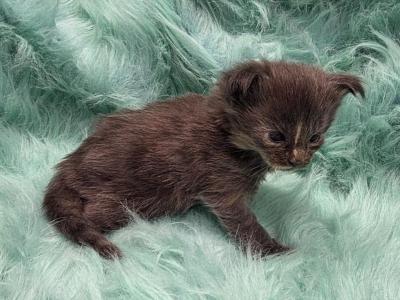 Clover - Maine Coon - Gallery Photo #1