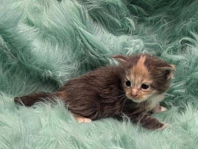 Dolly - Maine Coon - Gallery Photo #1