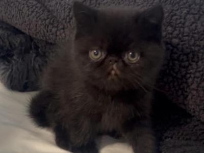 CFA Exotic Persian SH Male - Exotic - Gallery Photo #1