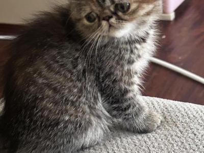CFA Exotic Persian SH  Female - Exotic - Gallery Photo #1